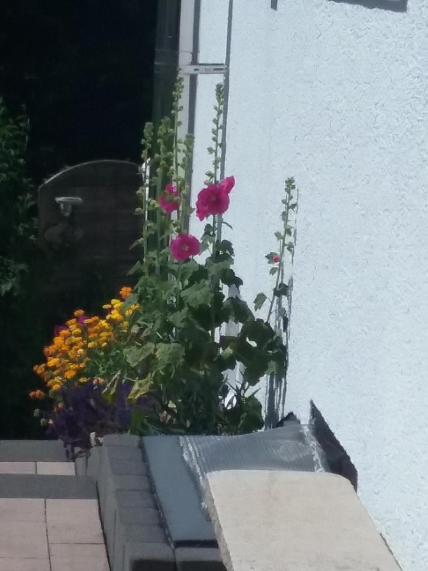 Apartamento Perlenbachtal Monschau Exterior foto